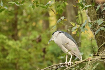 Black crowned night heron resting in the trees. 