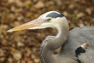 Close up profile of a great blue heron. 