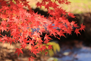 馬見丘陵公園の紅葉