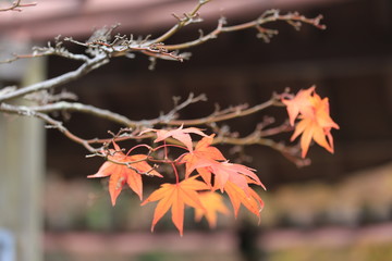 秋の終わり