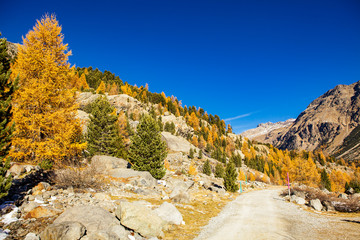 Morteratschpfad - Graubünden - Schweiz © NatureQualityPicture