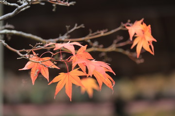 秋の終わり