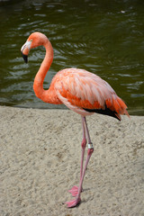 Pink flamingo closeup view