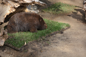 Big Wombat walking at the grass