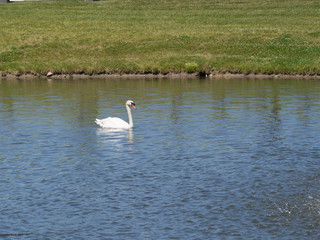 Snow White Swan on a Lake