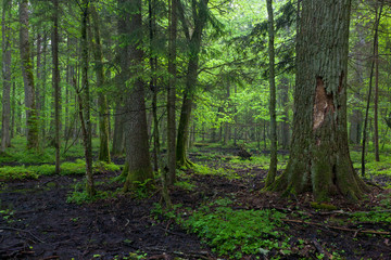 Springtime sunrise in wet deciduous stand