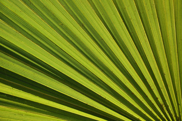 Obraz premium Lines and textures of Green Palm leaves