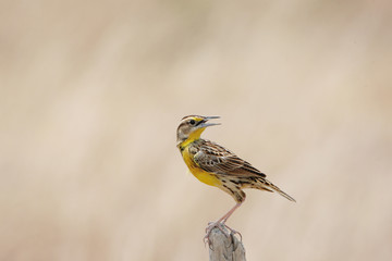 Eastern Meadowlark (Sturnella magna)