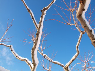 Ветки персика в снегу.