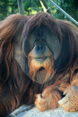 Huge male orangutan monkey. Closeup view