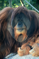 Obraz premium Huge male orangutan monkey. Closeup view