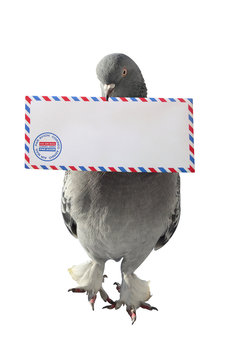 Dove carrying air mail envelope white background