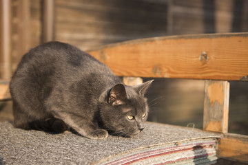 lovely cat on the bench