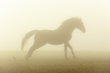 Mustang im Nebel