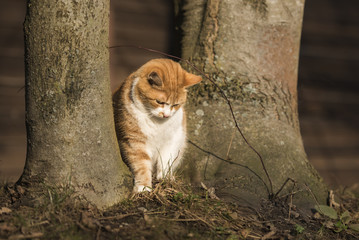 lovely red cat