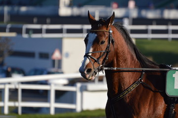 cheval de courses