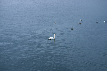 Wasservögel auf einem See