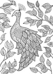 Fototapeta na wymiar Peacock vector illustration.