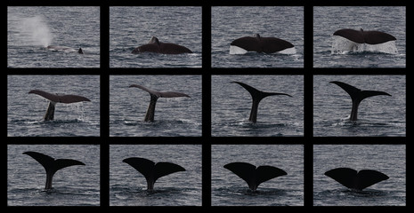 Sequence of sperm whale dorsal fin at start of dive