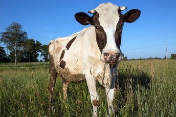 Cow in the meadow