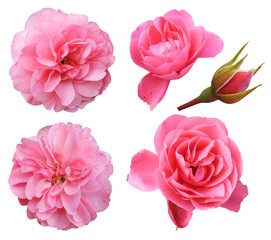 Set of pink roses on a white background.