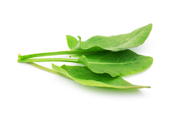 Sorrel isolated on white background