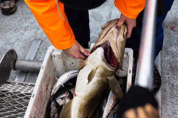 Person cutting big dead fish with knife on boat