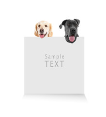 Cute dogs with blank card on white background