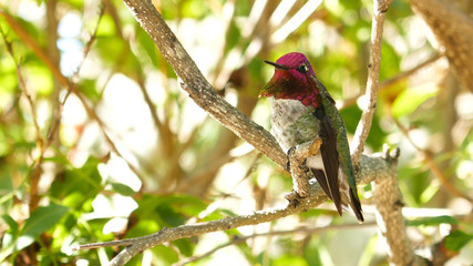 Beautiful purple head Magnificent hummingbird resting