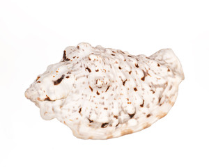 seashell on white background