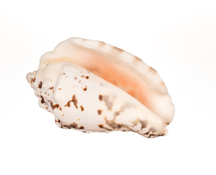 seashell on white background