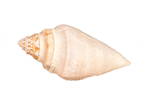 seashell on white background