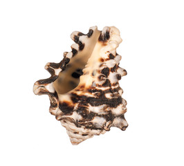 seashell on white background