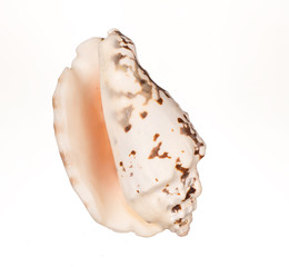 seashell on white background