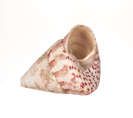seashell on white background