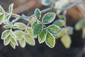 Frozen leaves with frost - Powered by Adobe