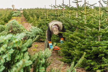 Weihnachtsbäume auf einer Plantage