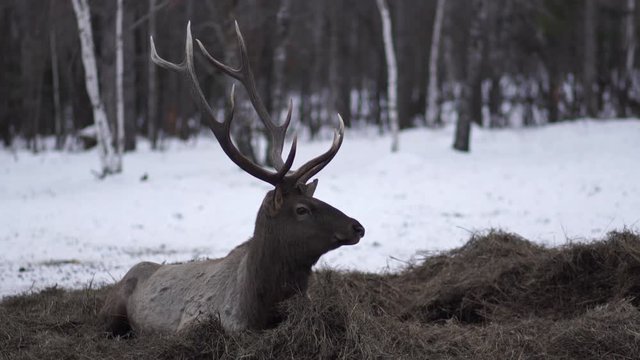 the deer lies on the huy in winter