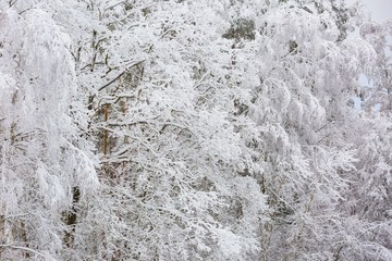 Beautiful winter trees branches with a lot of snow