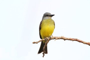 Tropical Kingbird (Tyrannus melancholicus)