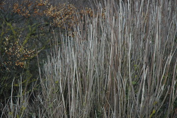 Herbstliche Düne. Auf Walcheren