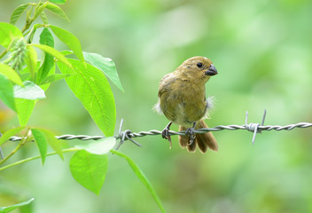 Variable Seedeater (Sporophila corvina) Female