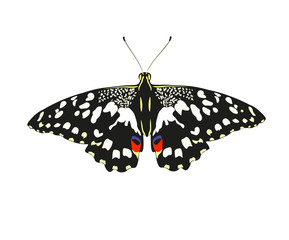 Fototapeta premium Rysunek motyla Mahaon
