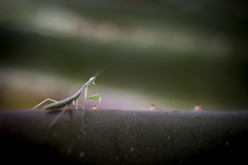 Stock Images by Nathan Van Arsdale