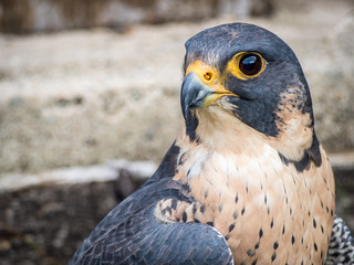 Peregrine Falcon portrait (Falco peregrinus) - 129236804