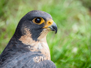 Peregrine Falcon portrait (Falco peregrinus)