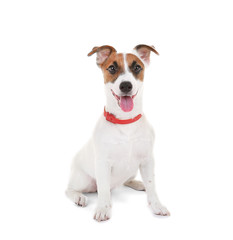 Jack Russell Terrier, isolated on white