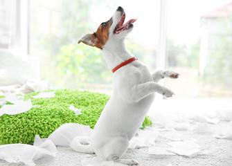 Jack Russell Terrier biting paper at home