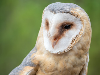 Barn owl up portrait (Tyto alba)