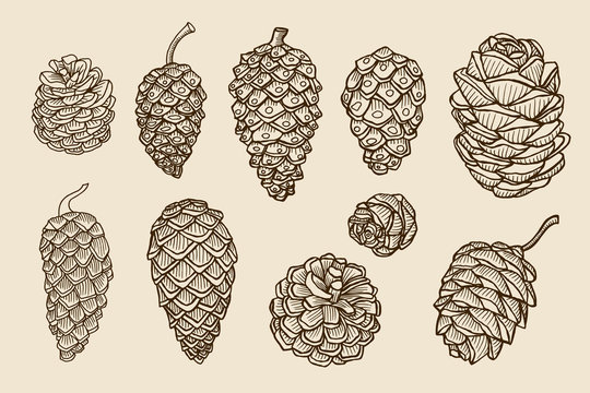 609,532 Pine Cone Images, Stock Photos, 3D objects, & Vectors